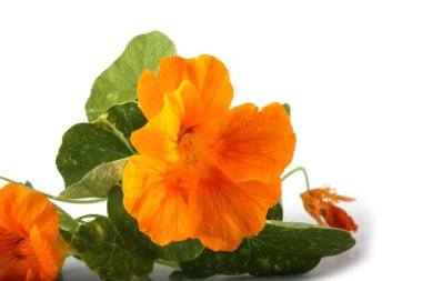 Beyazda izole edilmiş Nasturtiyumlar