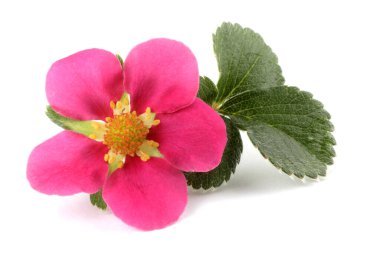 İnanılmaz çiçeklere yakın.