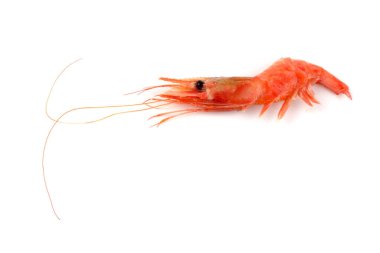 Karides beyazda izole edilmiş.