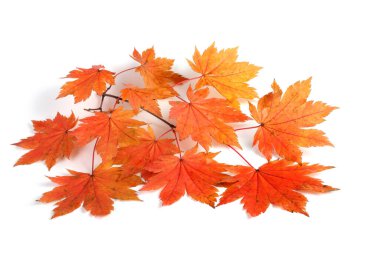 sonbahar yaprakları beyaz arkaplanda izole