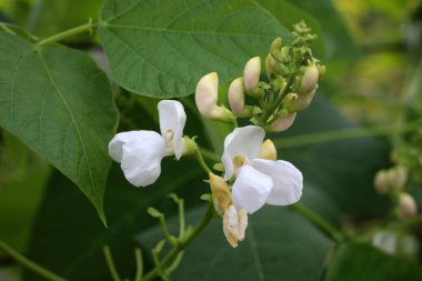 İnanılmaz çiçeklere yakın.