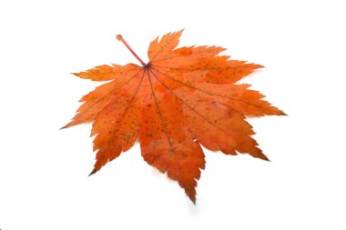 Parlak sonbahar yapraklarını kapatın.