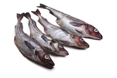 Beyaz arkaplanda Pollock