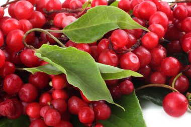 Schisandra chinensis böğürtlen arka planı