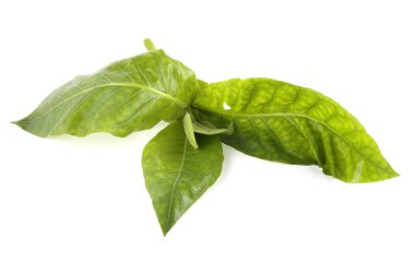 Tütün bitkisi beyaza izole edilmiş