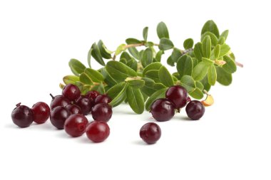 Sığır çileği beyazda izole edilmiş