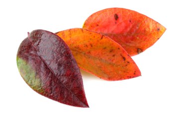 Beyaz arkaplanda yaban mersininin sonbahar yaprakları