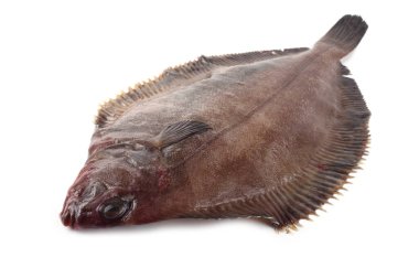 Düz başlı taban (Hipoglossoides elassodon) beyaz üzerinde izole