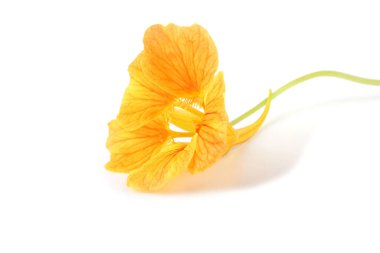 Çiçek açan muhteşem çiçeğe yaklaş