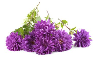 Beyaz üzerine izole edilmiş mor astörler.