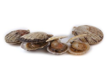 Beyaz arkaplanda deniz tarakları