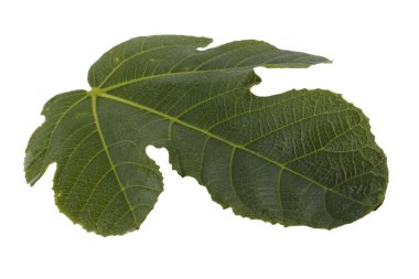 Beyaz üzerinde incir yaprağı izole