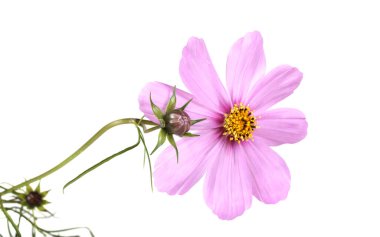 Büyüyen evren beyazın üzerinde izole.