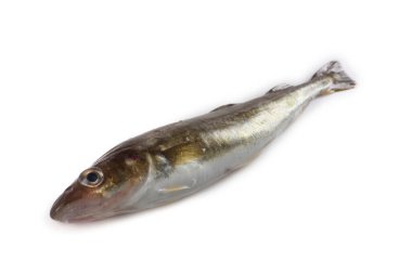 Safran morina balığı beyazda izole edilmiş.