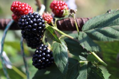 Taze böğürtlen. Kapat..