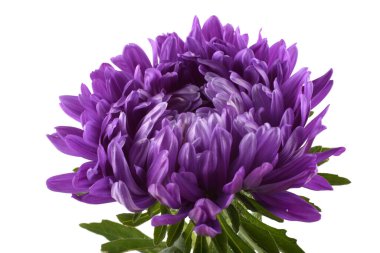 Violet aster beyazda izole edilmiş