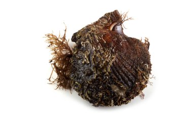 Deniz tarağı ve alg beyazda izole edildi