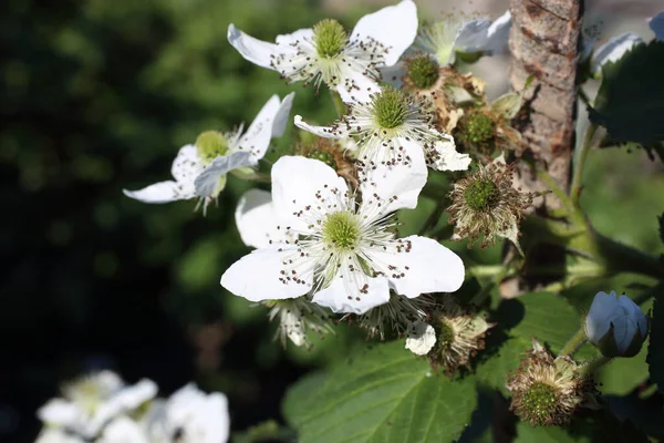 Blackberry Blossom White Flowers Plant — Stock Photo, Image