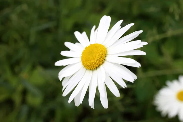 Närbild Fantastiska Blommande Blomma — Stockfoto