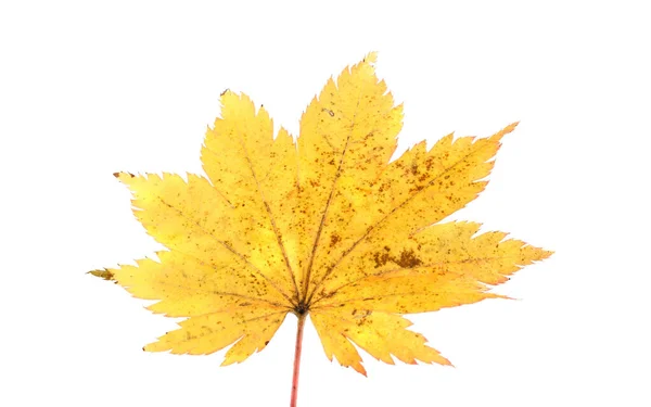 Gelbes Herbstblatt Isoliert Auf Weiß — Stockfoto