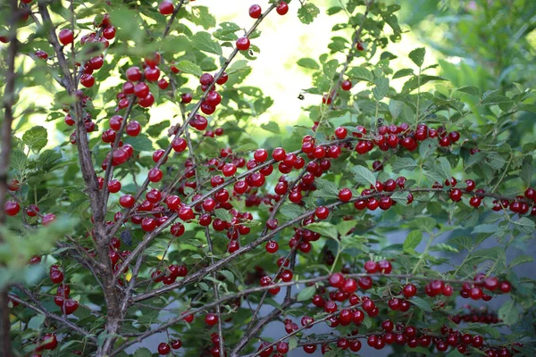 Growing Nanking Cherry Far Eastern Delicacy — Stock Photo, Image