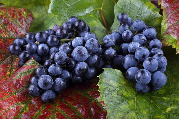 Uvas Frescas Folhas Bordo — Fotografia de Stock