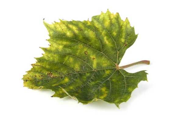 Hoja Uva Otoño Sobre Fondo Blanco —  Fotos de Stock