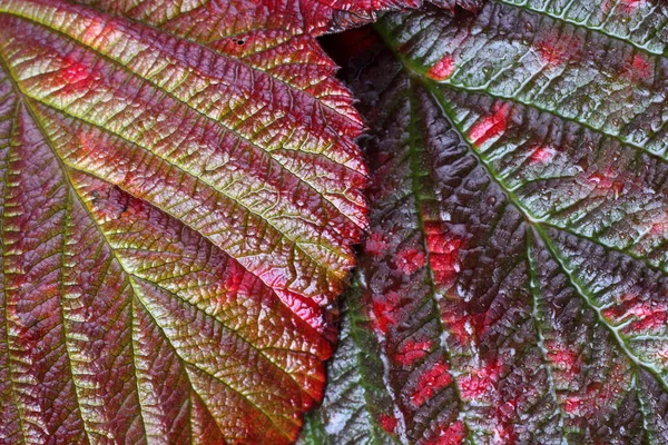 Macro Shot Autumn Leaves — Stock Photo, Image