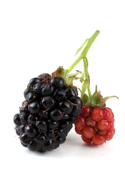 Fresh Blackberry Harvest Close — Stock Photo, Image