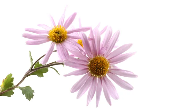 Groeiende Chrysant Geïsoleerd Wit — Stockfoto