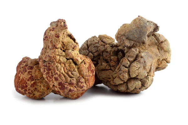 Antik dinozor dışkısı fosili