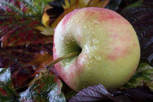 Primer Plano Manzanas Frescas Maduras — Foto de Stock