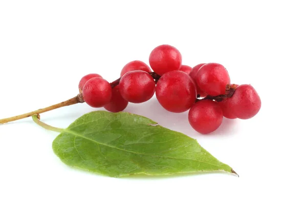 Schisandra Chinensis Izolowana Białym — Zdjęcie stockowe