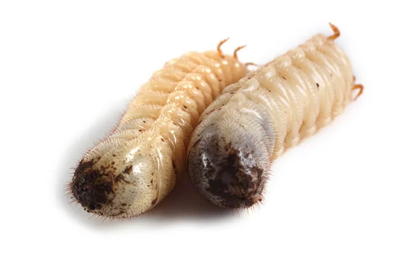 Larva Rosal Verde Insecto Útil Larvas Mejorar Suelo Reciclar Orgánicos — Foto de Stock