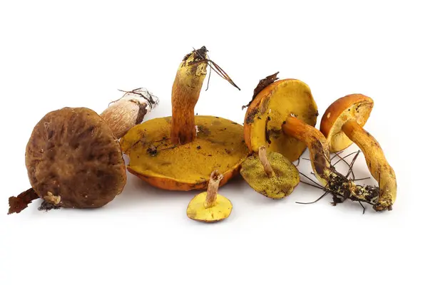 Beyaz Arka Planda Izole Edilmiş Boletus Edulis Mantarları — Stok fotoğraf