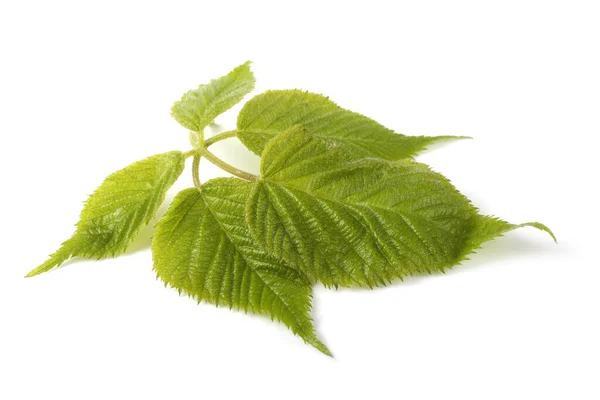 Gröna Blad Isolerad Vit Bakgrund — Stockfoto