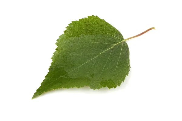 Beyaz Arkaplanda Yeşil Yapraklar Izole — Stok fotoğraf