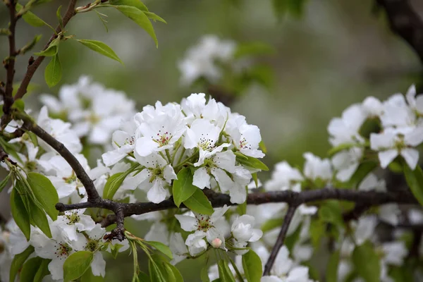 Close Amazing Blooming Flowers — Stock Photo, Image