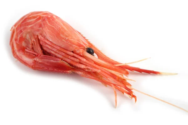 北方虾的变种 多齿潘达利鱼 — 图库照片