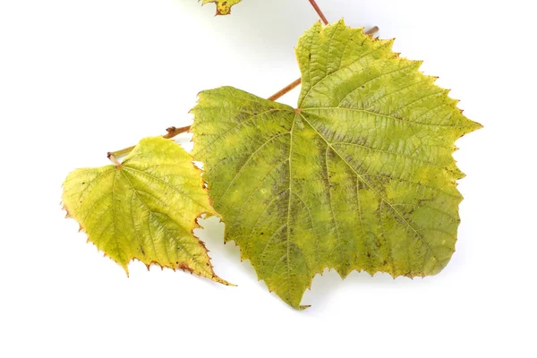 Höst Druva Blad Vit Bakgrund — Stockfoto