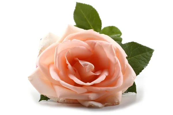 Krásné Růžové Květy Pojem Láska — Stock fotografie