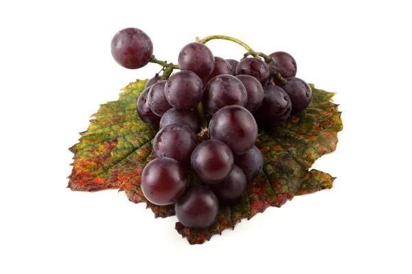 Weintraube Für Rotwein — Stockfoto