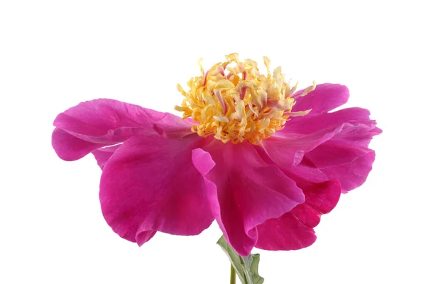 Close Flores Florescentes Incríveis — Fotografia de Stock