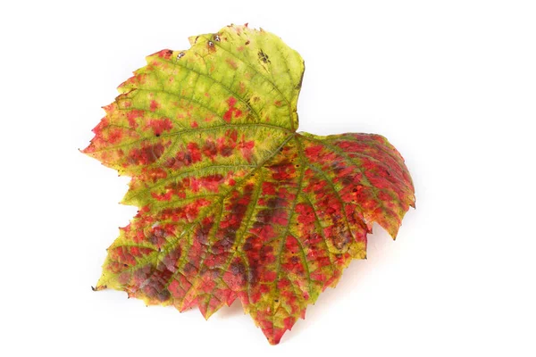 Herfst Druivenblad Een Witte Achtergrond — Stockfoto