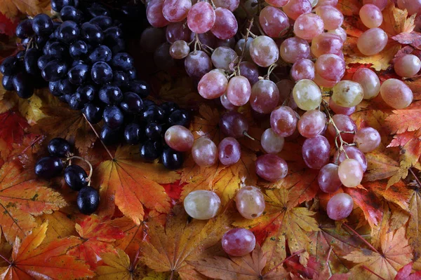 Uvas Frescas Folhas Bordo — Fotografia de Stock