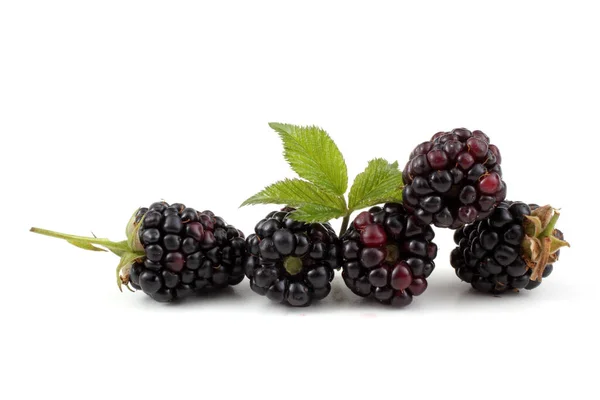 Blackberries White Background — Stock Photo, Image