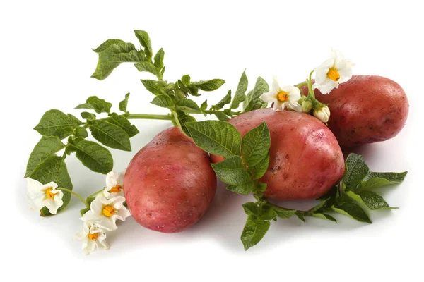 Kartoffeln Blätter Und Blüten — Stockfoto
