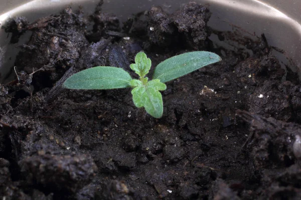 Petite Plante Verte Dans Sol Gros Plan Sur Fond Noir — Photo