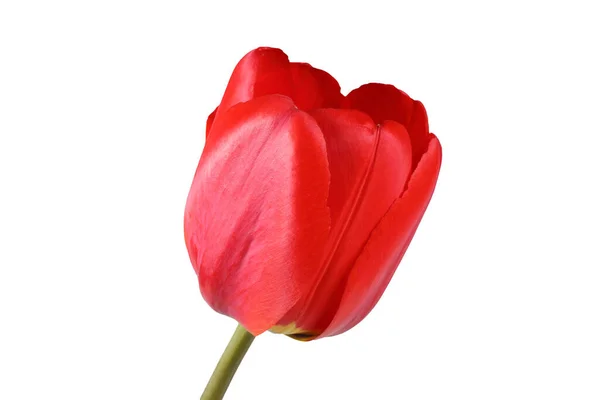 Tulip Merah Terisolasi Putih — Stok Foto