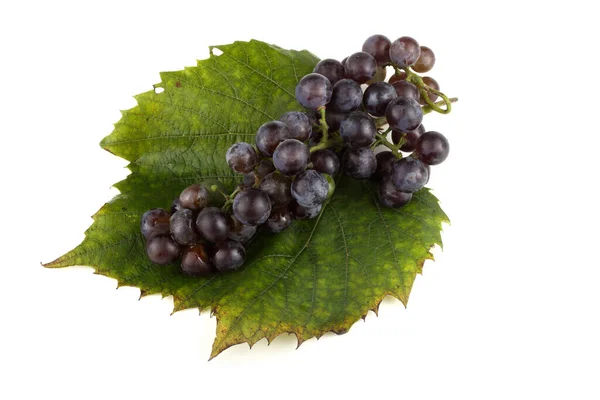 Odmiana Winorośli Czerwonego Wina — Zdjęcie stockowe